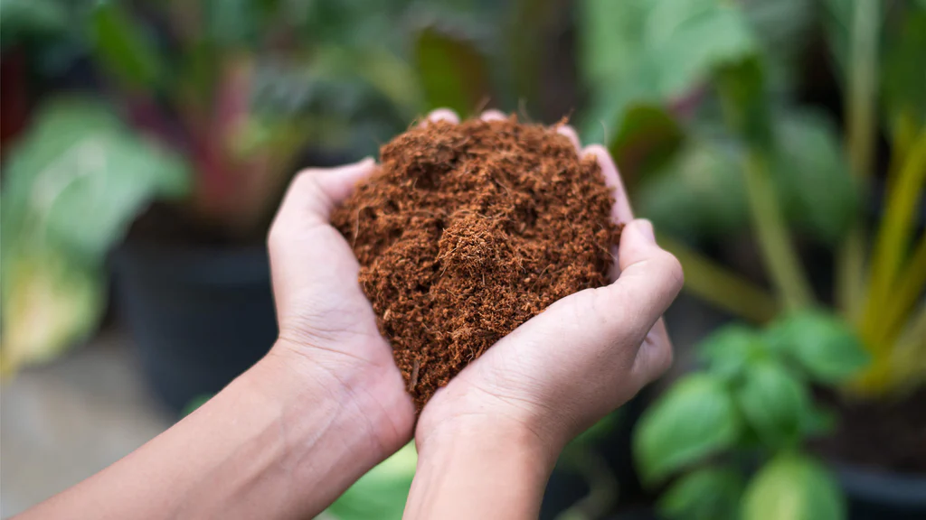 hands holding coco coir