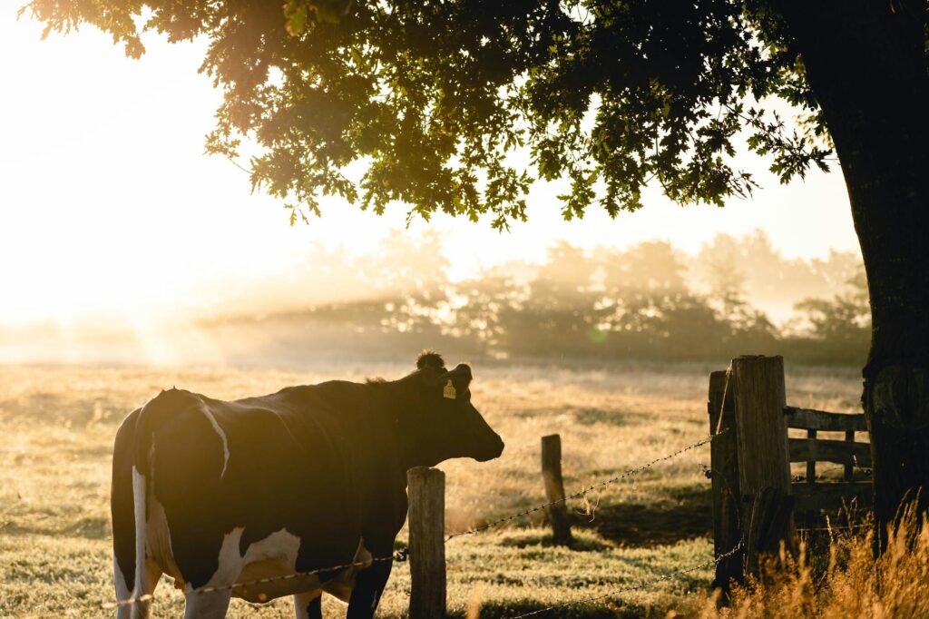 A peaceful cow standing by a wire fence in a foggy rural field at sunrise, surrounded by vivid foliage.
