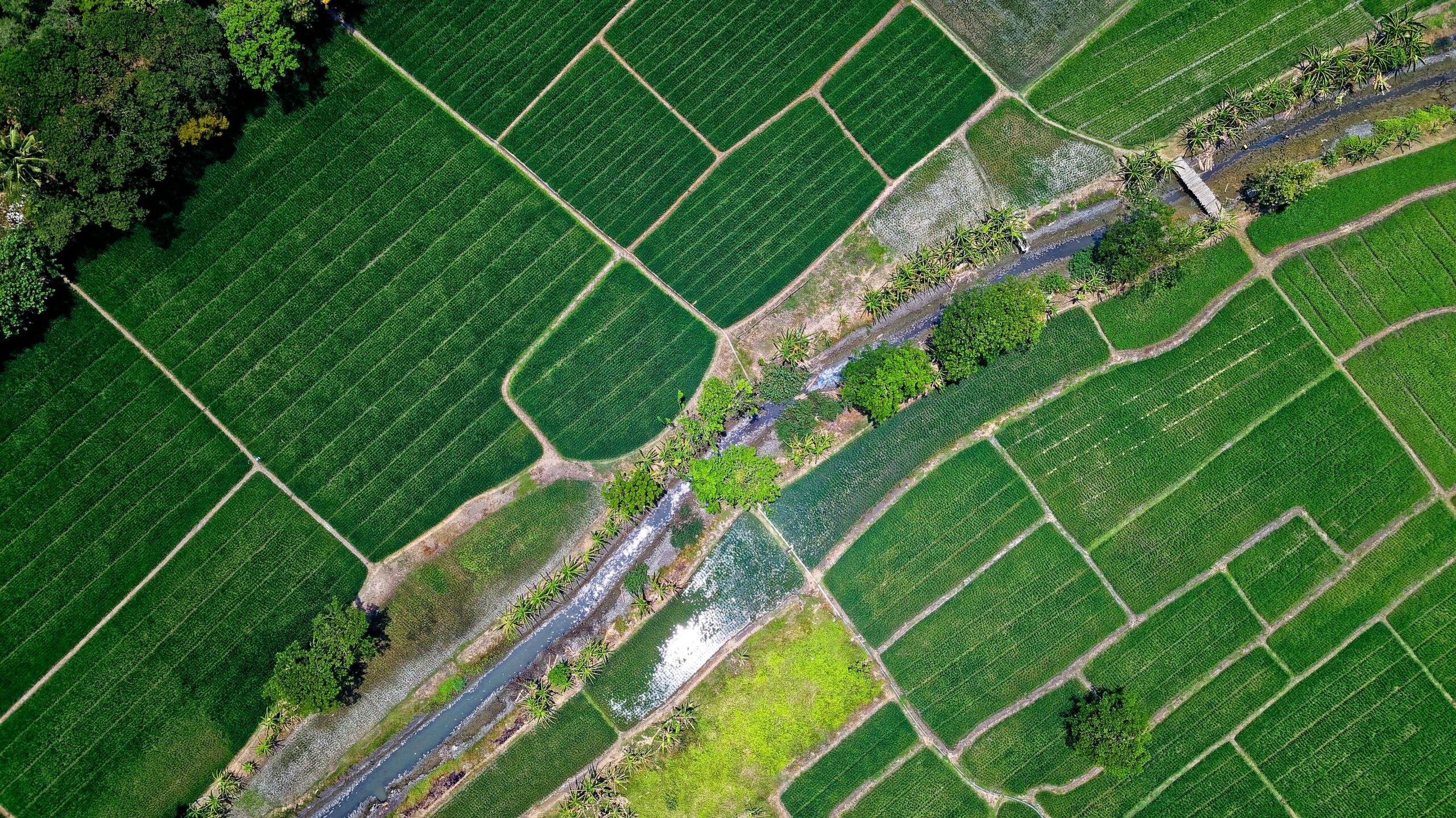 Drone shot of vibrant green rice fields and a river in Muara Gembong, Indonesia.